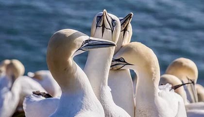 热刺主帅波切蒂诺下课，球队面临变动