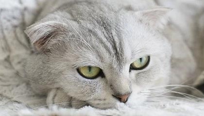 切尔西在主场险胜阿斯顿维拉，取得胜利