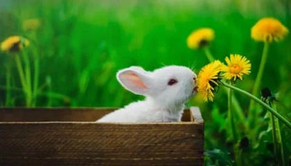 名将在国际篮球比赛中夺得冠军，书写传奇新篇